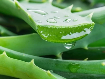 Aloes – zastosowanie w trychologii i kosmetologii